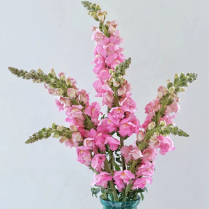 花夫人鲜花金鱼草鲜花云南直发基地鲜切花束办公室客厅水养插花瓶