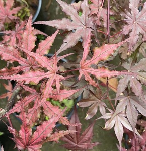 枫树 紫精灵 红枫 花园庭院阳台 盆景盆栽