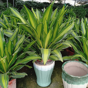 巴西铁金心铁盆栽绿植室内办公室植物吸甲醛净化空气四季常青包邮