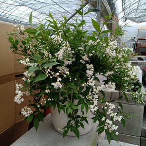 冰生溲疏花盆栽雪樱花花苗阳台庭院多年生木本花卉带原土发货包邮