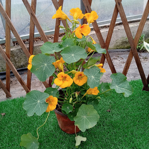 旱金莲盆栽金莲花旱荷花花苗阳台庭院多年生花卉植物带花发货包邮