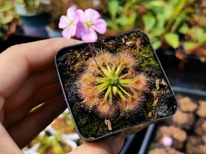 詹姆斯迷你茅 大型迷你茅膏菜超可爱创意微景观绿植)冬芽