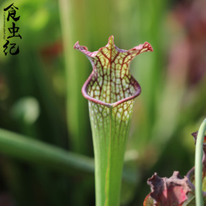 食虫植物—花哈密瓶子草 桌面盆栽食虫纪奇异植物