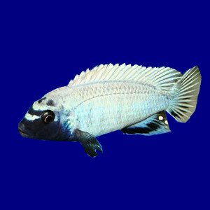 三湖慈鲷岩栖类乌鸡热带观赏鱼