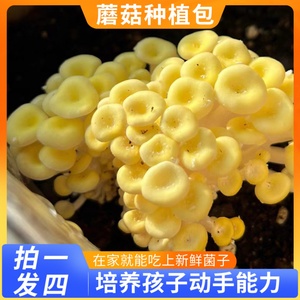蘑菇种植包黑平菇蘑菇菌棒香菇金针菇菌种包袋装家庭自种食用菌包