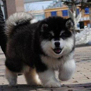 无偿领养纯种阿拉斯加幼犬大骨架熊版黑色棕色灰桃阿拉斯加雪橇犬