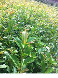 小叶榕树盆栽正宗细叶榕树别墅绿化树苗长根须庭院绿化树易活成树