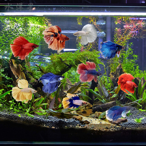 泰国野生斗鱼活鱼马尾半月狮王小型混养淡水活体热带鱼合金观赏鱼