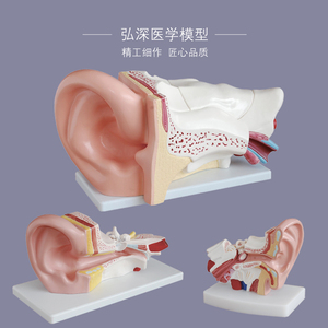 人耳放大模型人体耳朵耳部五官结构耳道采耳儿童医学教学模具玩具