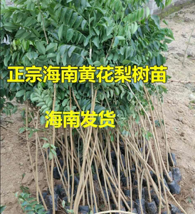 黄花梨树苗海南正宗紫油梨降香黄檀红木正宗海南黄花梨树地栽盆栽