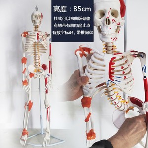 85CM医学教具可以弯曲带韧带人体骨骼骨架模型骨架可以活动人体模