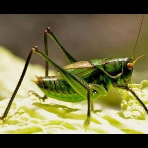 铁皮蝈蝈 蝈蝈活虫 山东特产扎嘴绿蝈蝈 夏蝈蝈 过冬蝈蝈鸣虫蝈.