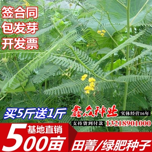 田菁种子别名碱青涝豆果园绿肥草种子四季牧草籽田青子紫色田箐