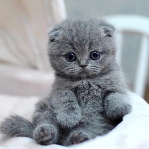 南宁纯种英短蓝猫活体蓝白猫幼崽矮脚猫小猫咪活物宠物猫咪英国短