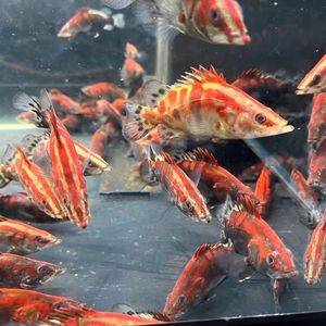 观赏鱼红纹鳜鱼活体桂花鱼翘嘴鳜鱼淡水冷水鱼苗肉食虎鱼饲料斑鳜
