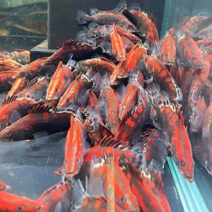 红桂鱼