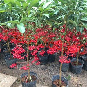 富贵子树苗 室内盆栽植物 黄金万两年宵花卉 富贵籽花苗包邮