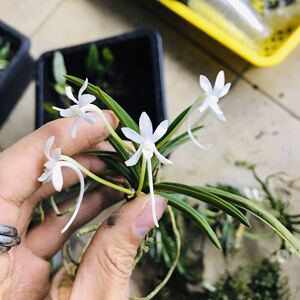 水陆缸雨林缸生态缸造景植物 短距风兰 百花 花香夜香
