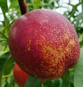 7-62未来一号中油4号离核早熟甜脆特大油桃苗嫁接桃树苗新品种