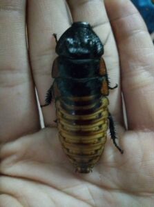 包邮马达加斯加发声蟑螂宠物蟑螂马岛发声成体5-7cm爬虫宠物活体