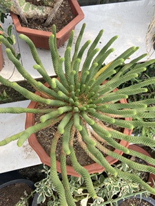 九头龙  自养多年  大戟科多肉植物  一物一拍 精品块根