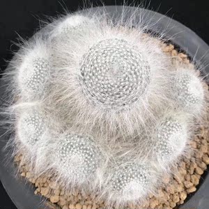 雪猿玉翁 雪缘玉翁仙人球长毛 实生多肉植物 一物一拍