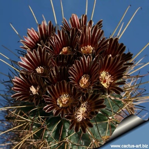 实生仙人球黑罗莎 开花奇特暗黑系 多肉植物 择优发货 肉多多乐园