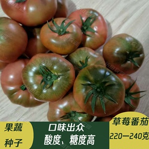 丹东草莓柿子种籽番茄西红柿种子铁皮柿子油皮番茄蔬菜苗四季包邮