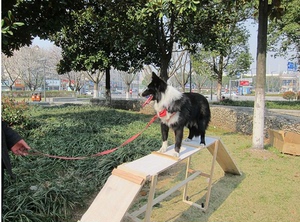 外贸宠物用品训练木板楼梯警犬器材锻炼跑步障碍户外敏捷训练便携