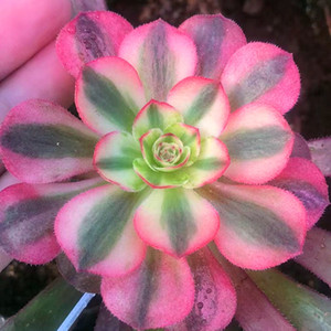 万圣节白锦法师 多肉植物组合三仙绿植黑紫灰羊绒老桩 9.9元包邮