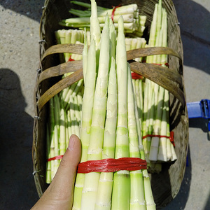 春笋新鲜湖南野生去壳小竹笋农家鸡婆笋农产品包邮