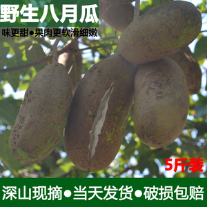 扎八月瓜八月炸预知子新鲜精选干货切片包邮中药材500g克木子至70