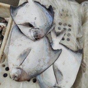 斗鲳鱼-淘宝拼多多热销斗鲳鱼货源拿货 - 阿里巴巴货源