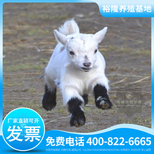 迷你宠物羊活物瓦莱黑鼻羊宠物小羊羔活羊长不大侏儒山羊活体动物