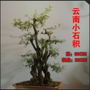 云南茶室客厅摆件盆景小石积老桩