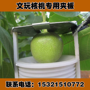 800人付款淘宝新款30个装核夹子文玩核桃定型模具 耐用麻核桃夹板桃核