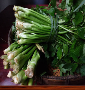 贵州野芹菜