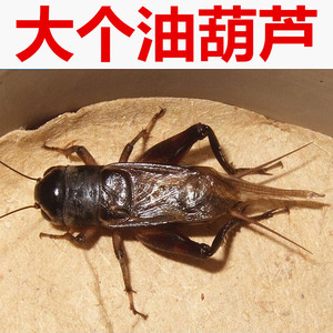 油葫芦蟋蟀听叫