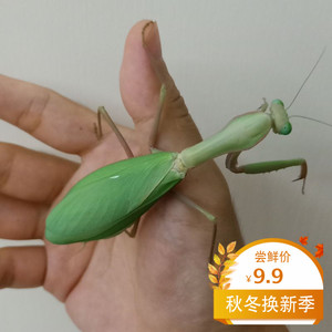 00qinyou159淘宝中国大锹 中大锹形虫 独角仙宠物甲虫幼虫成虫昆虫