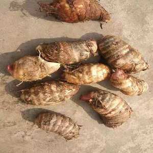 嘴尖旗舰店天猫正宗奉化芋艿头香芋芋头种子种苗非荔浦芋头溪口芋头