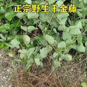 野生正品千金藤中药材干货泡水金线吊乌龟头花白药子草药千金藤素