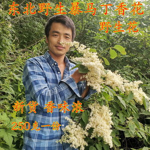 长白山野生暴马丁香花 丁香花 暴马丁香花 暴马子花 野生白丁香花