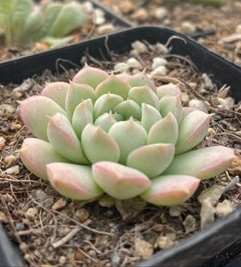 800人付款淘宝多肉植物阿尔巴美尼室内阳台桌面大棵绿植园艺花卉组合