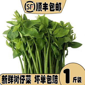 顺丰包邮海南五指山野菜树仔菜新鲜农家菜天绿香益肝菜泰国枸杞菜