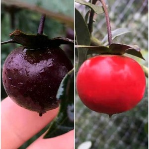 紫阳金丹金弹子品种桩嫁接母桩阳台绿植原盆原土四川泸州包邮