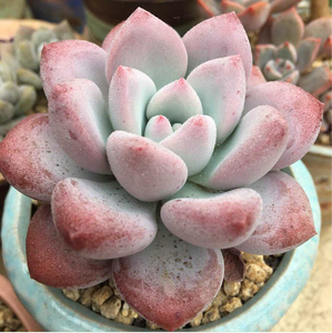 奥普琳娜多头多肉植物 非桃之卵亚美奶酪香水韩国进口办公室