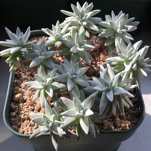 仙女杯御剑帕莫瑞雪山爱杜丽丝银光闪棒叶宽叶长叶多种仙女杯混合