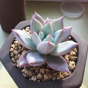 墨西哥巨人暗夜精灵多肉植物 非仙女杯雪莲韩国大棚直销