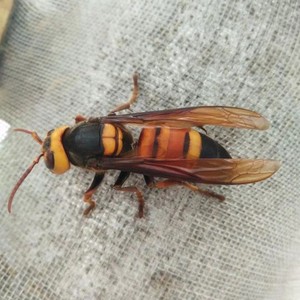 广东黑尾胡蜂蜂王