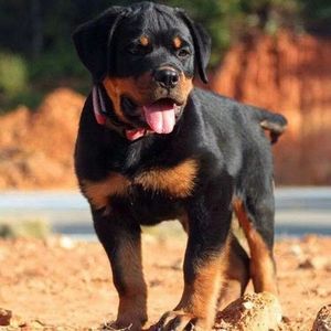 纯种罗威纳幼犬活体双血统罗威纳防暴犬大头德系赛季罗威纳宠物狗